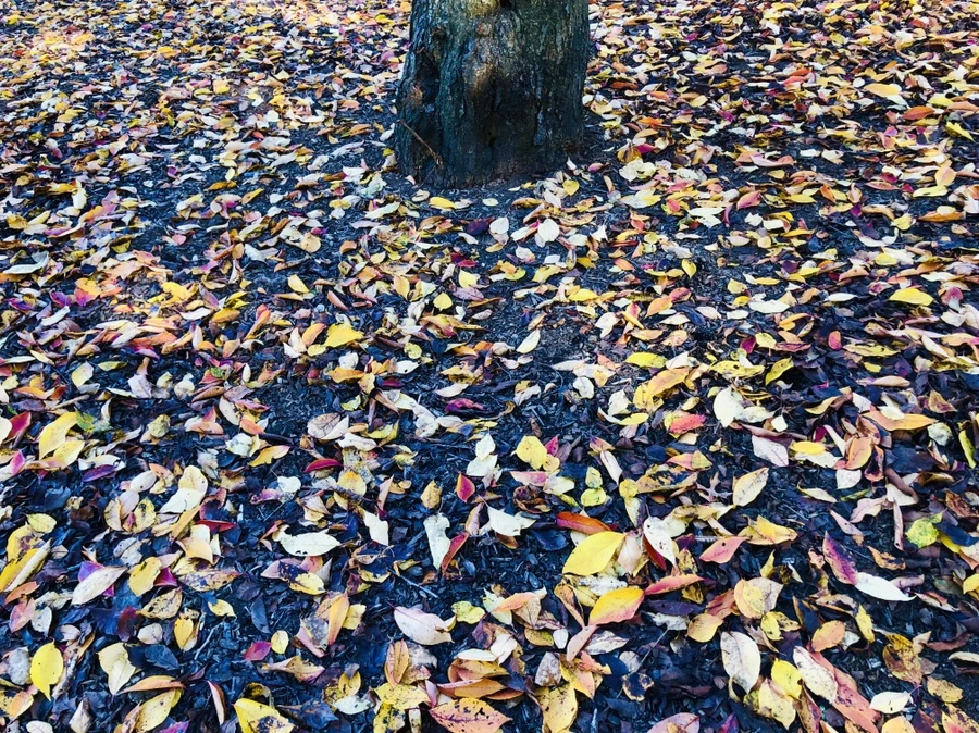 IMG_3930.jpg?type=w966