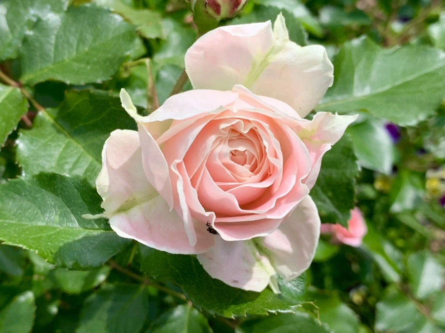 IMG_5731.jpg?type=w966