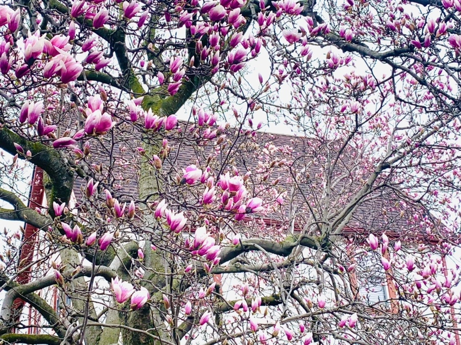 IMG_6080.jpg?type=w966