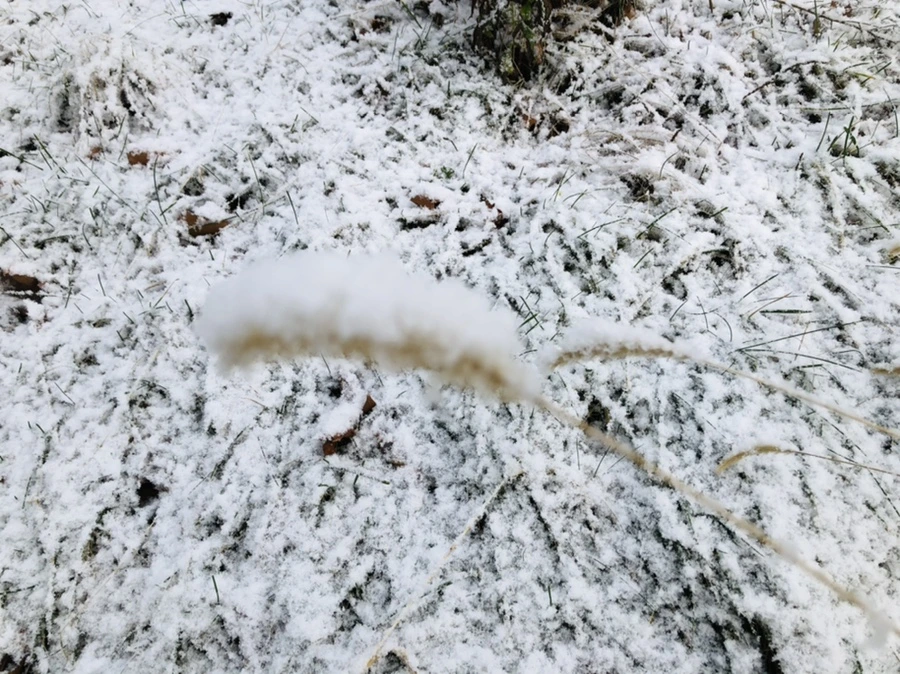 IMG_4458.jpg?type=w966