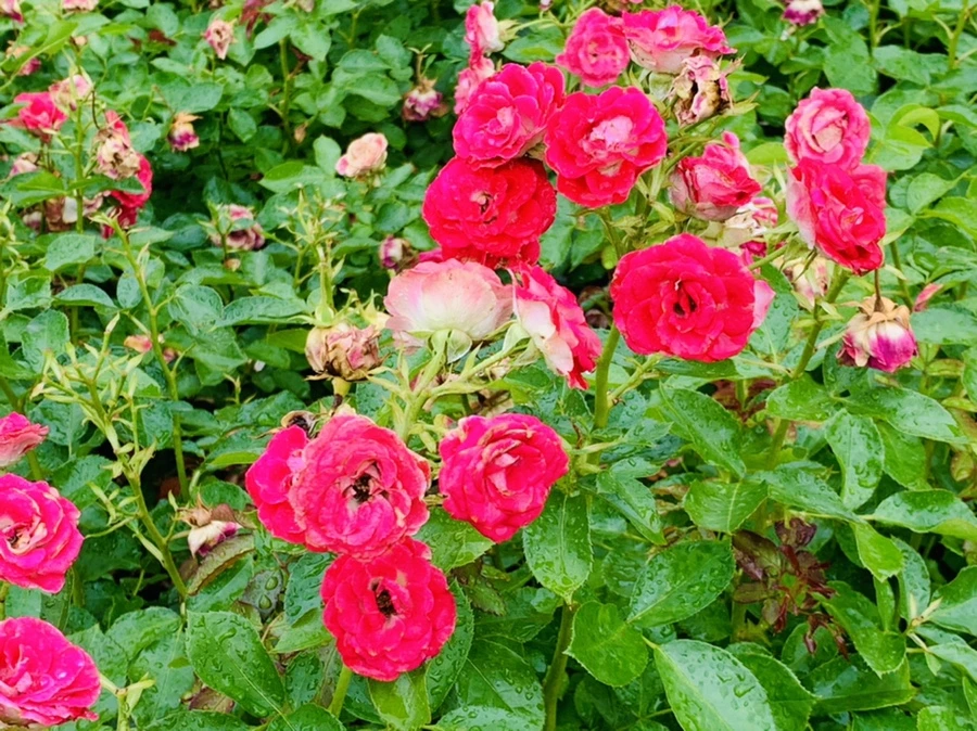 IMG_9579.jpg?type=w966