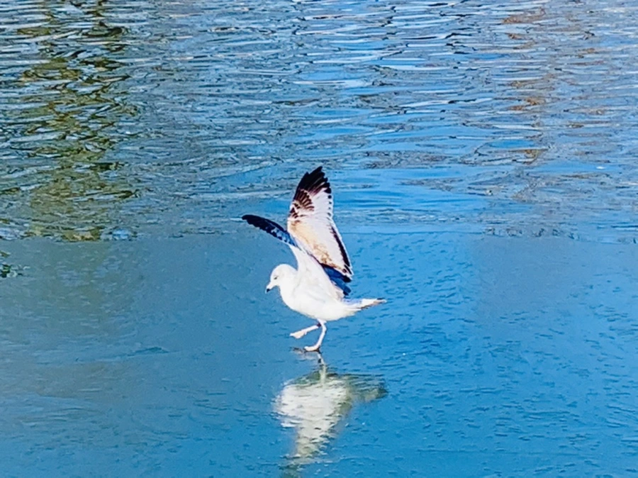 IMG_9065.jpg?type=w966