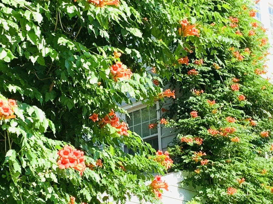 IMG_8711.jpg?type=w966