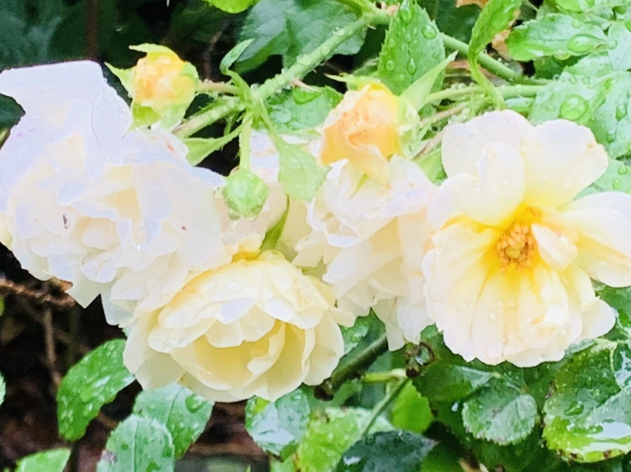 IMG_3756.jpg?type=w966