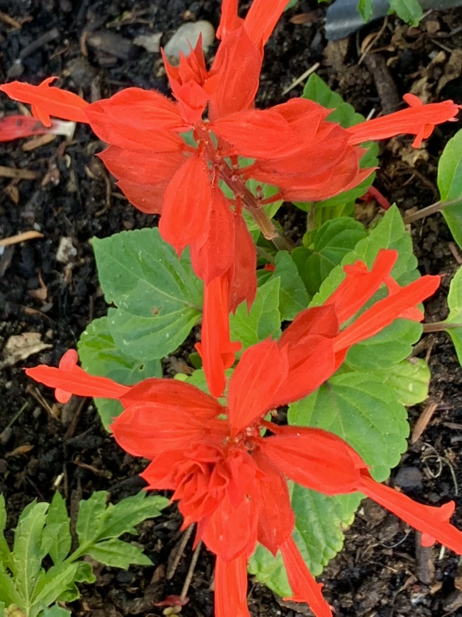 IMG_5191.jpg?type=w966