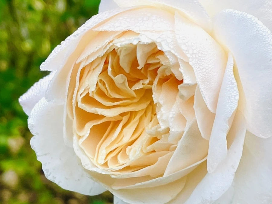 IMG_0958.jpg?type=w966