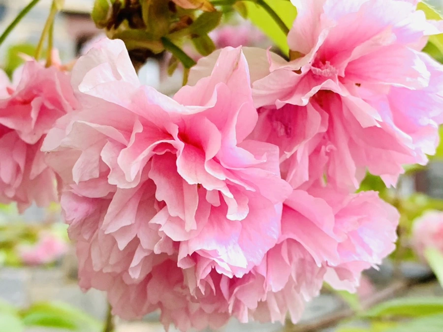 IMG_8989.jpg?type=w966