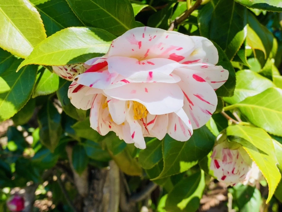 IMG_8184.jpg?type=w966