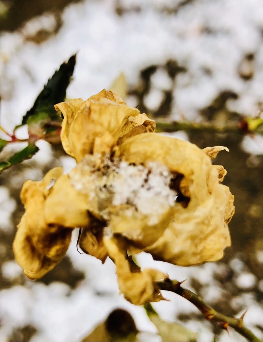 IMG_4578.jpg?type=w966