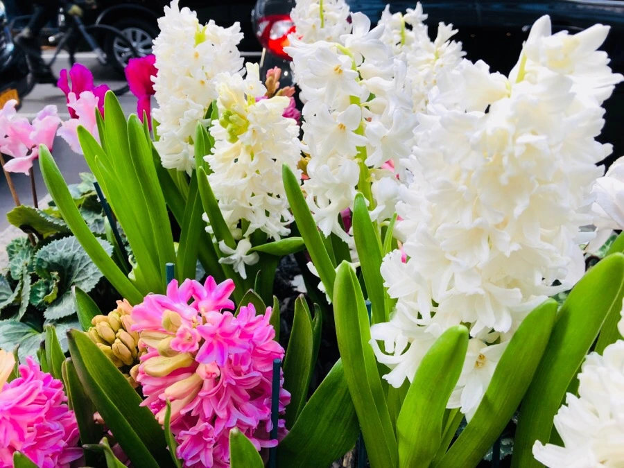 IMG_4255.jpg?type=w966