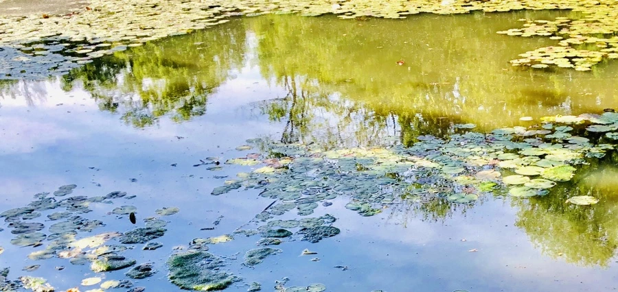 IMG_9308.jpg?type=w966