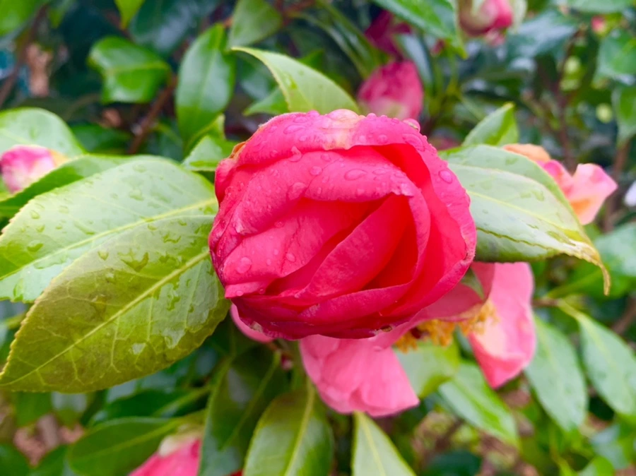 IMG_6233.jpg?type=w966