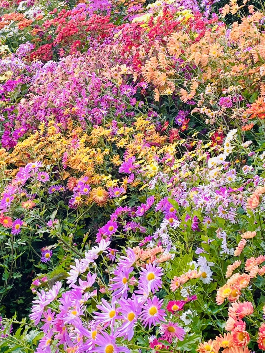 IMG_1219.jpg?type=w966