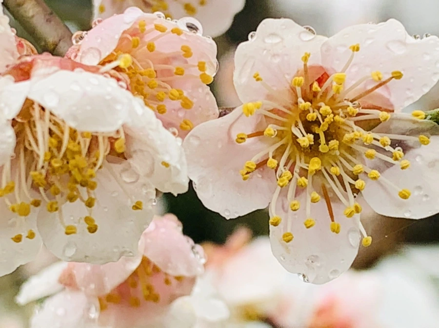 IMG_1835.jpg?type=w966