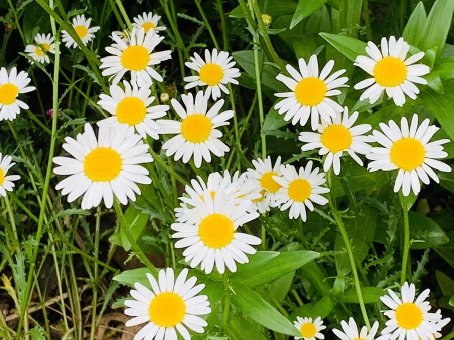 IMG_4902.jpg?type=w966