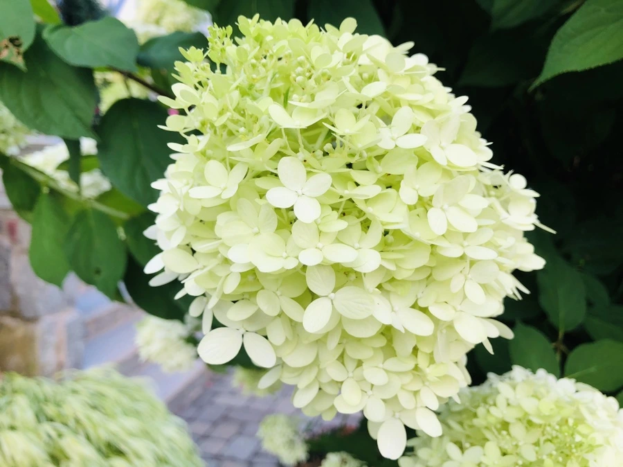 IMG_4705.jpg?type=w966