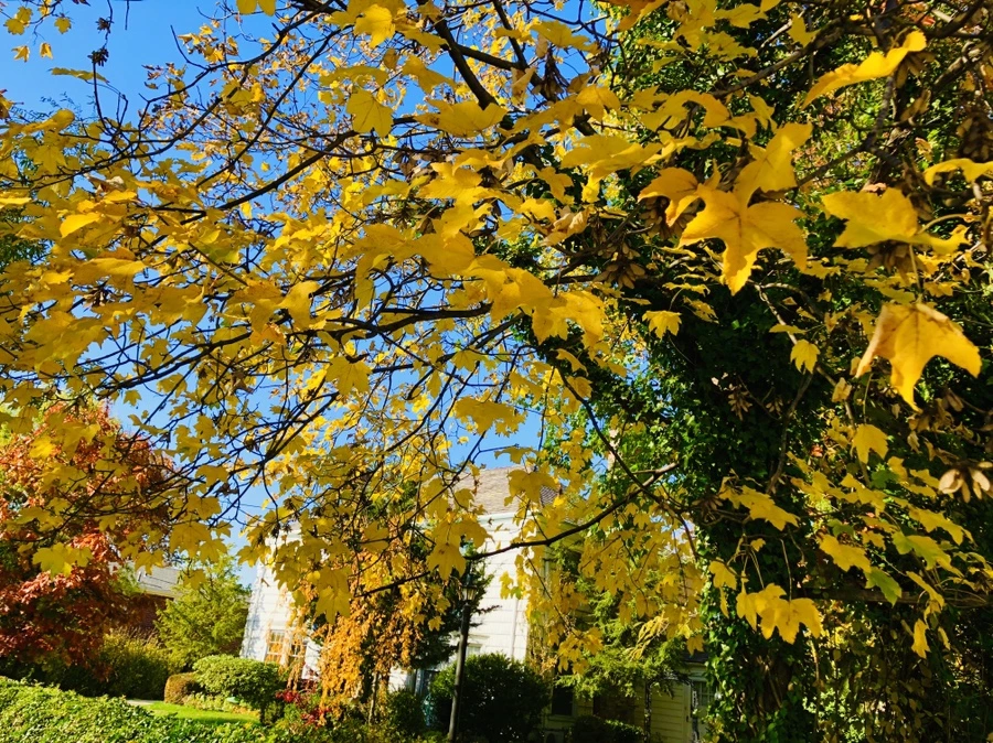 IMG_4146.jpg?type=w966