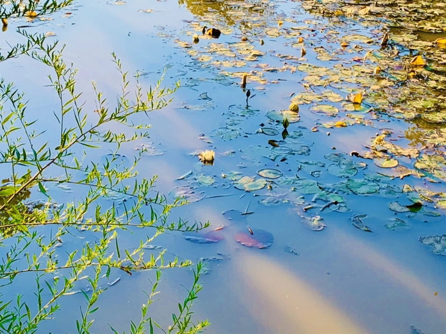 IMG_7204.jpg?type=w966