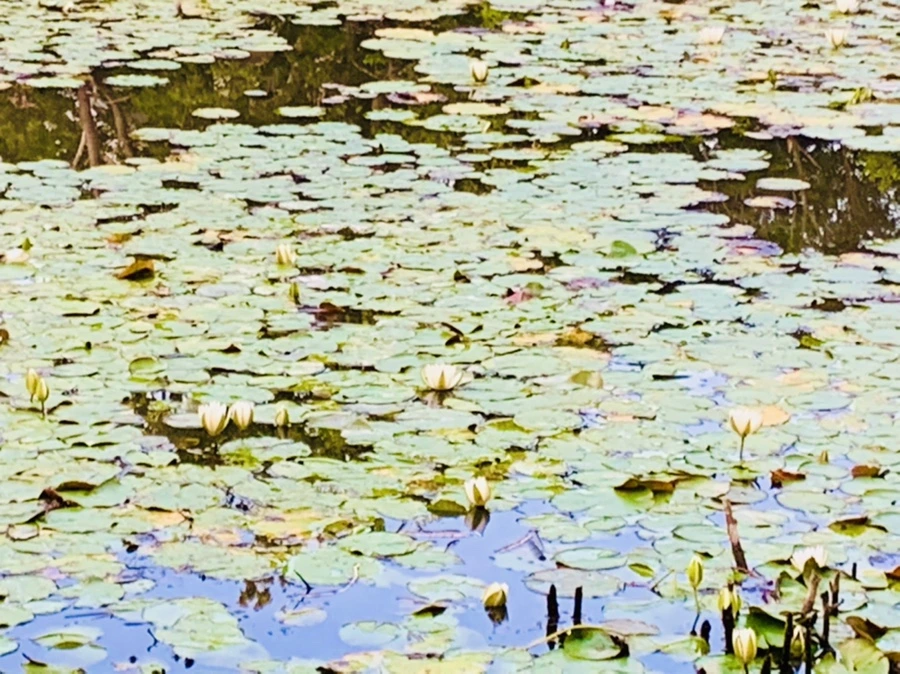 IMG_7857.jpg?type=w966