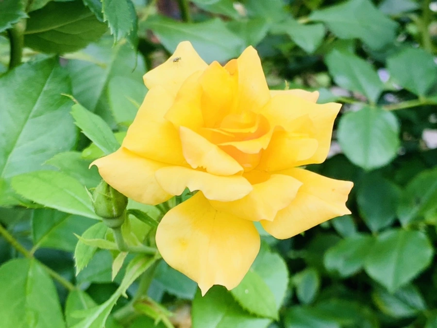 IMG_8718.jpg?type=w966