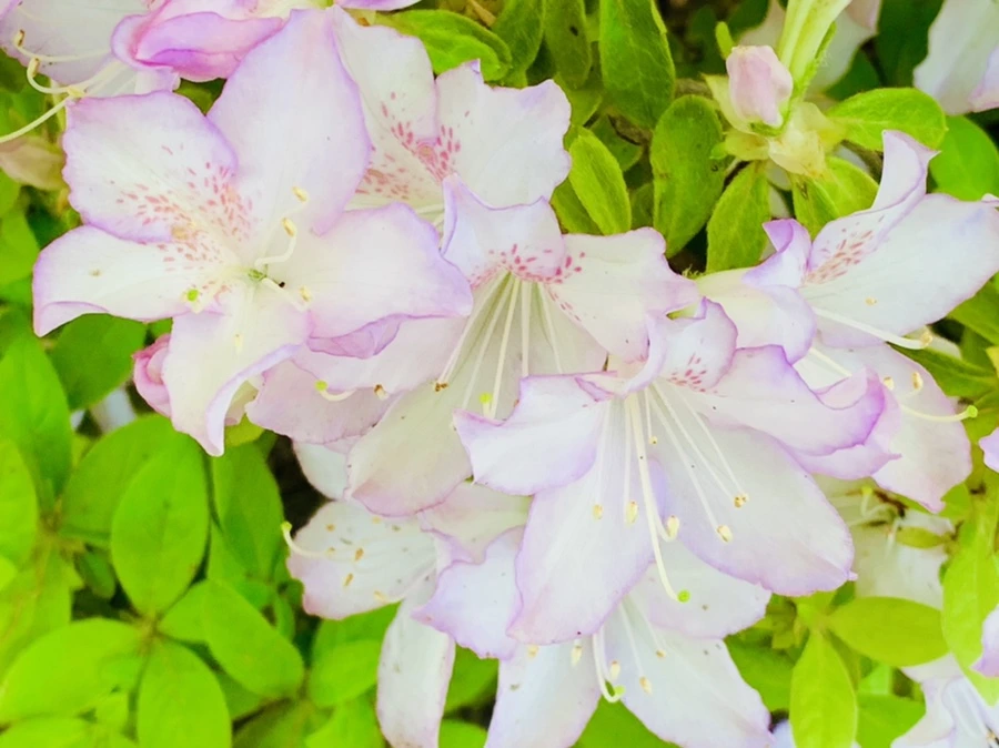 IMG_0468.jpg?type=w966