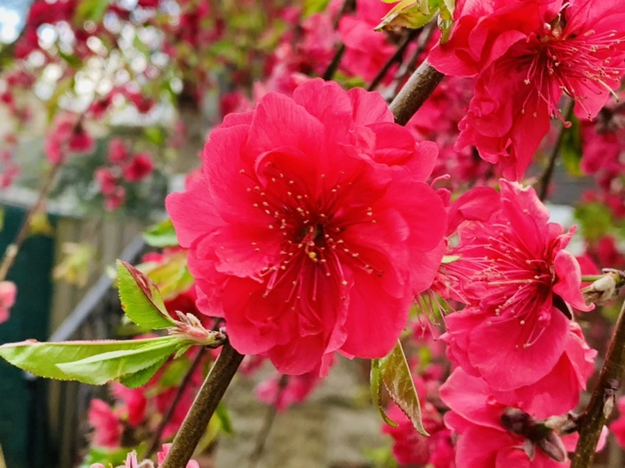 IMG_7942.jpg?type=w966