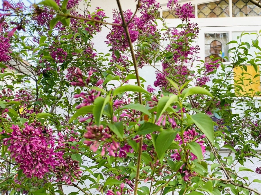 IMG_4947.jpg?type=w966