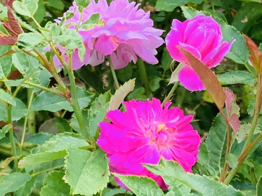 IMG_5038.jpg?type=w966