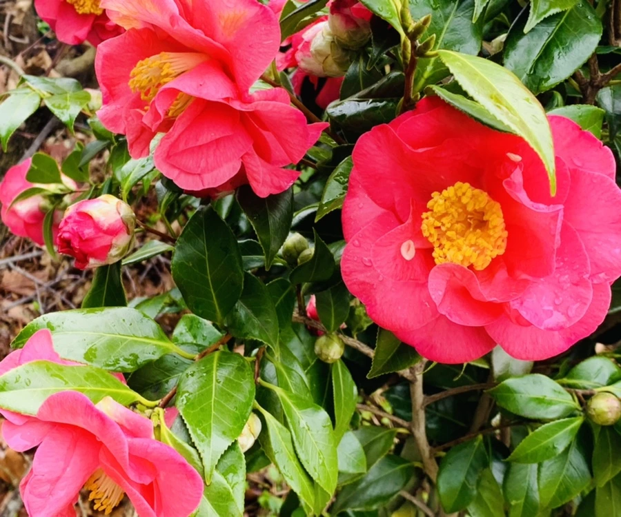 IMG_6249.jpg?type=w966