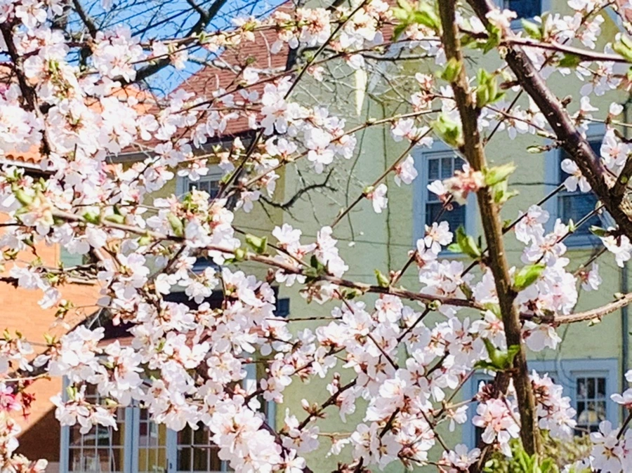 IMG_8072.jpg?type=w966