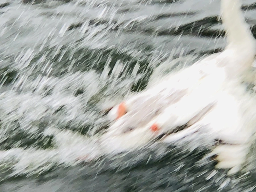 IMG_6127.jpg?type=w966