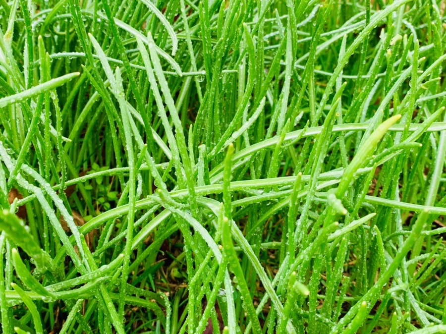 IMG_5036.jpg?type=w966