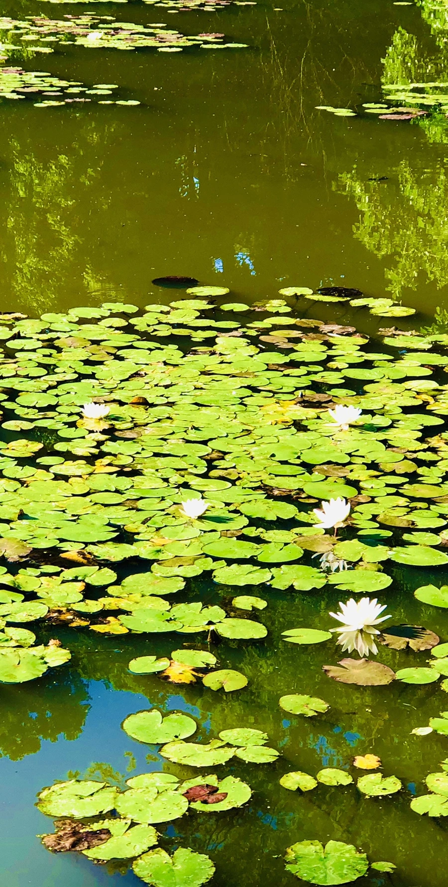 IMG_3963.jpg?type=w966