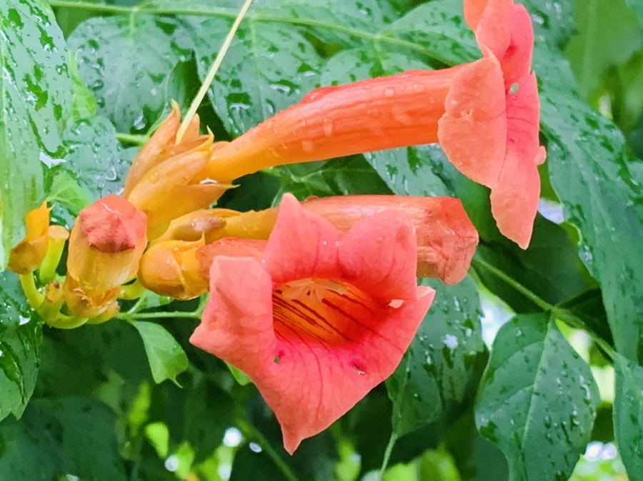 IMG_0056.jpg?type=w966