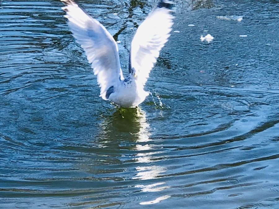 IMG_7735.jpg?type=w966