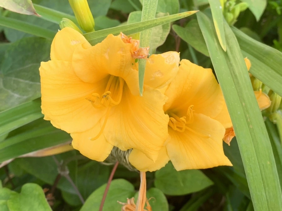 IMG_3960.jpg?type=w966