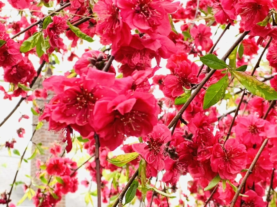 IMG_8024.jpg?type=w966