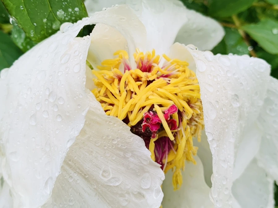 IMG_9319.jpg?type=w966