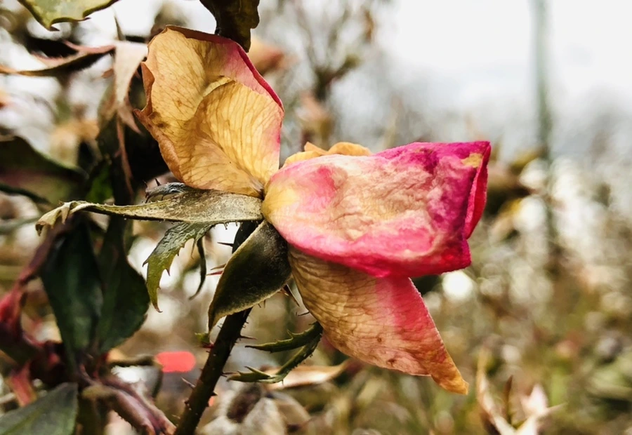 IMG_8793.jpg?type=w966