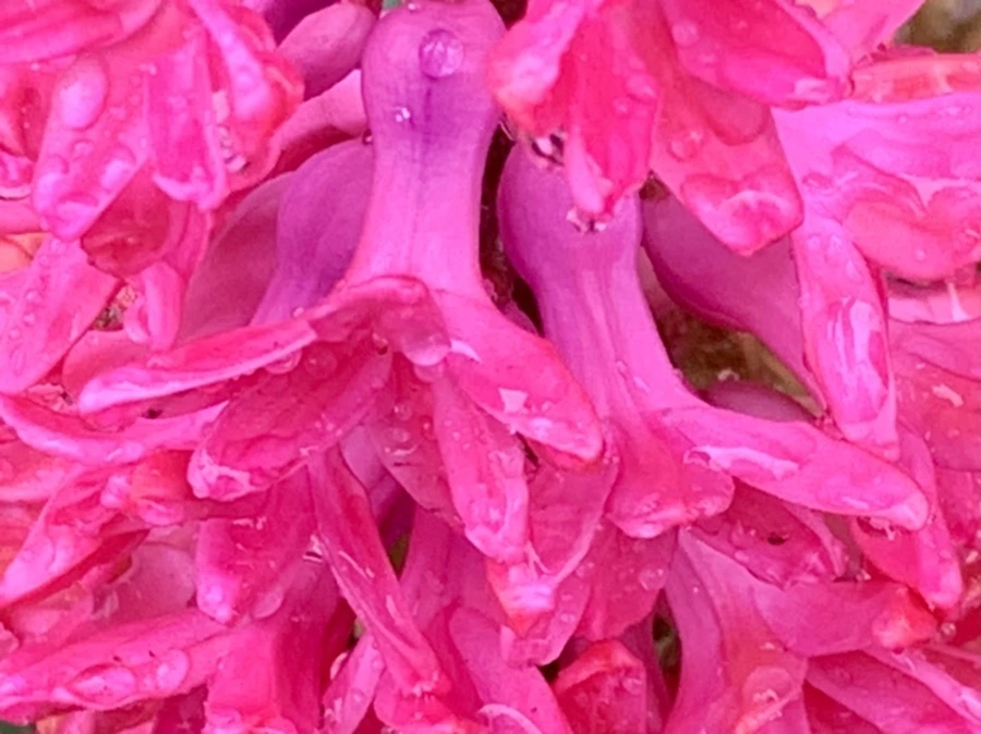 IMG_5042.jpg?type=w966