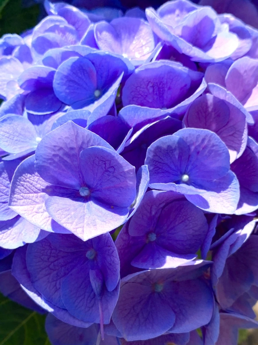 IMG_6258.jpg?type=w966