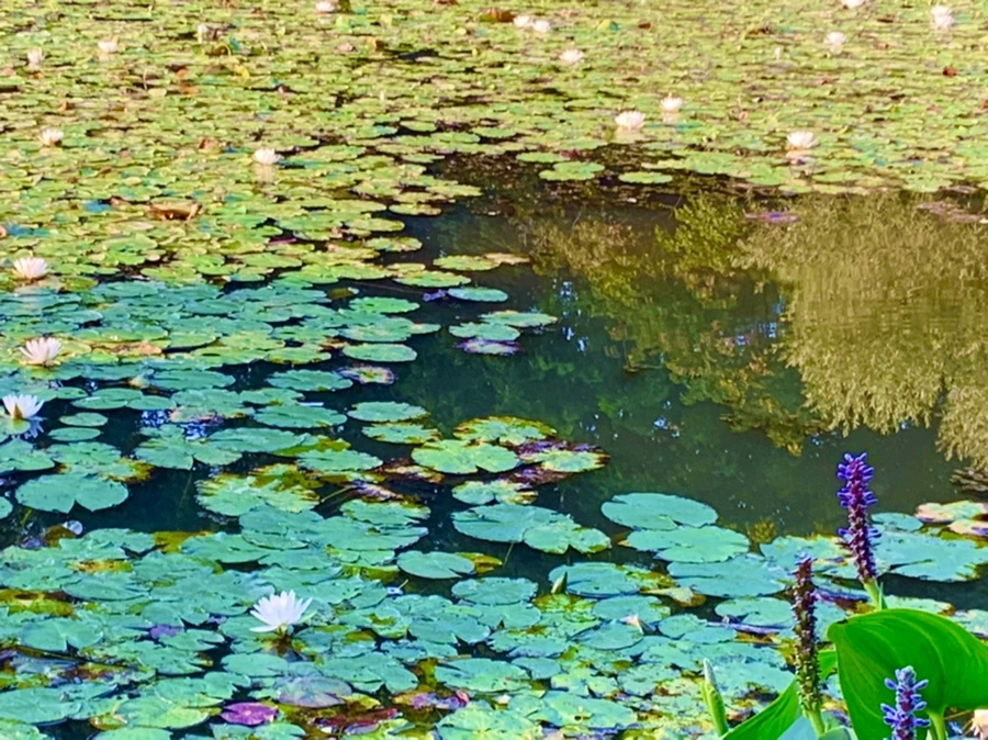 IMG_1066.jpg?type=w966