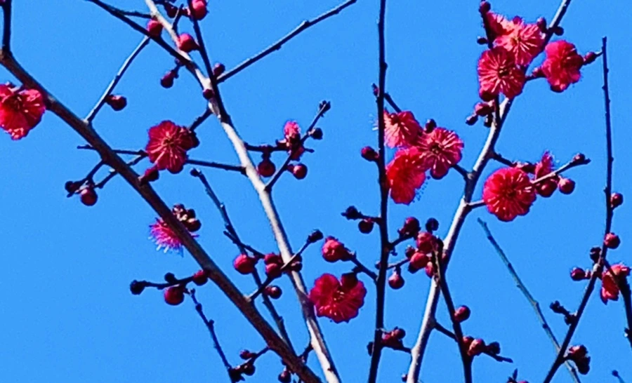 IMG_0672.jpg?type=w966