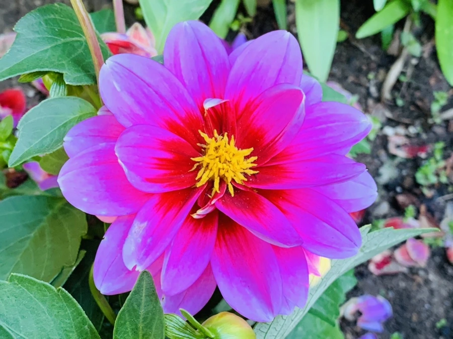 IMG_1913.jpg?type=w966