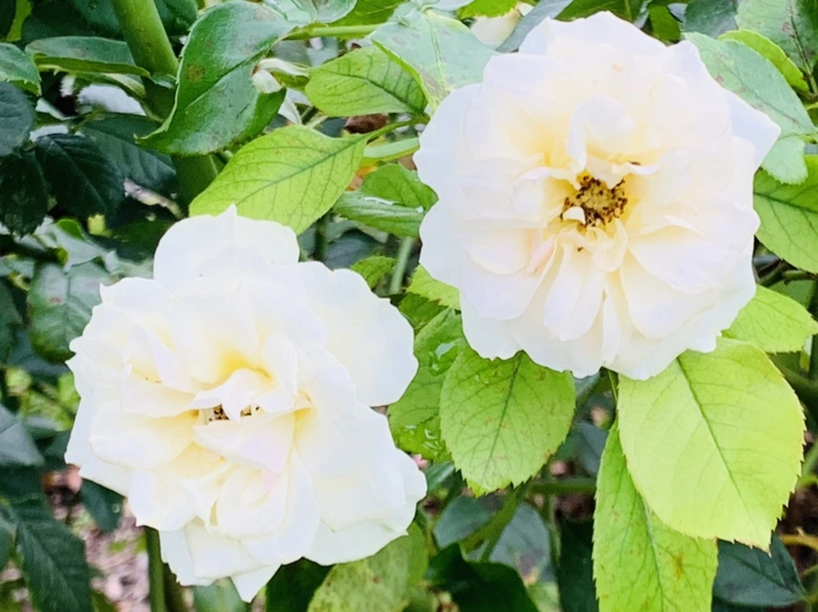 IMG_6910.jpg?type=w966