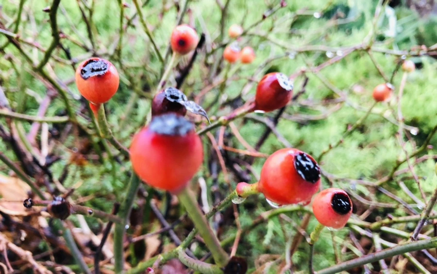 IMG_8064.jpg?type=w966