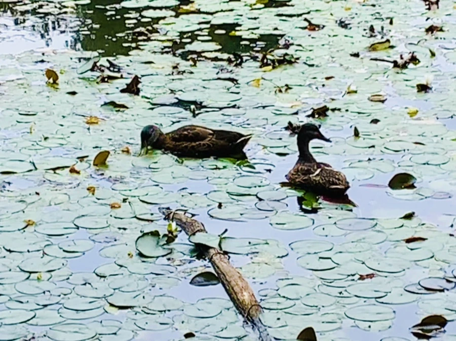 IMG_9126.jpg?type=w966