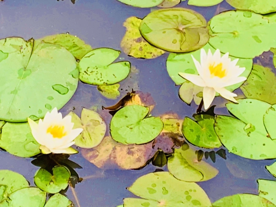 IMG_7170.jpg?type=w966