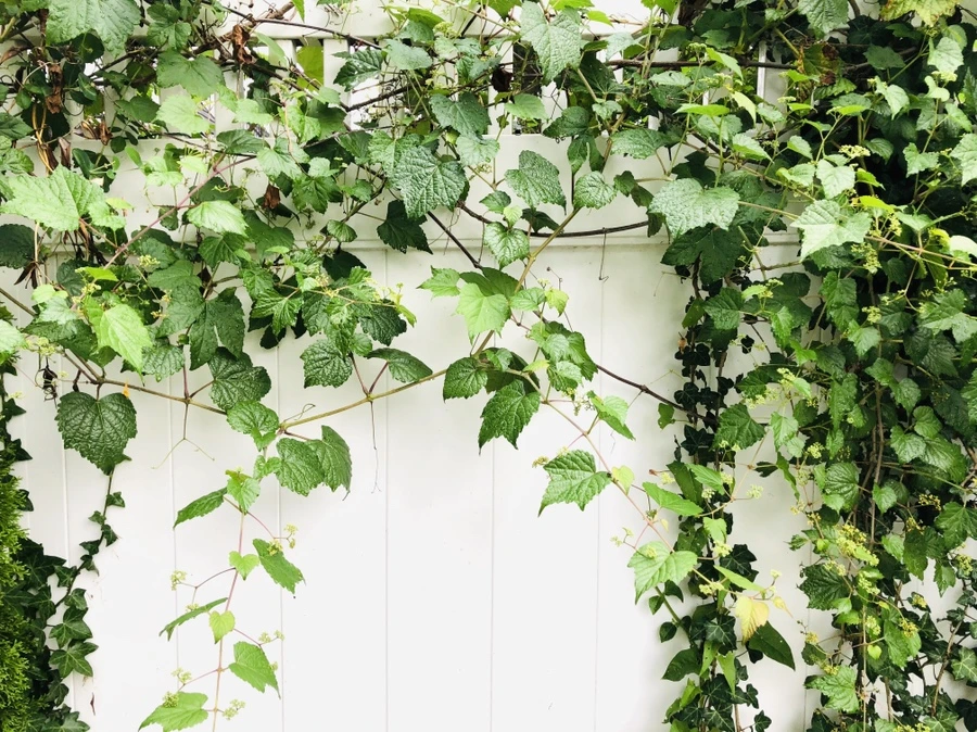 IMG_1250.jpg?type=w966