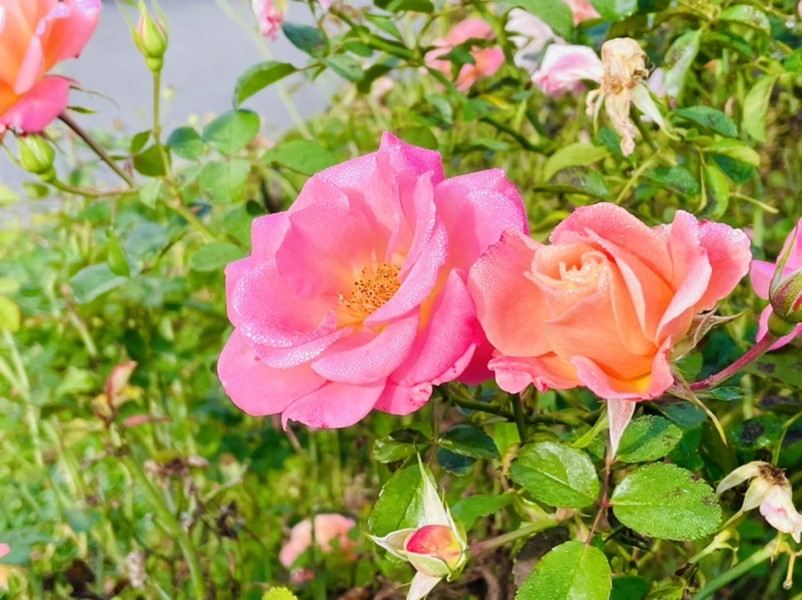 IMG_0983.jpg?type=w966